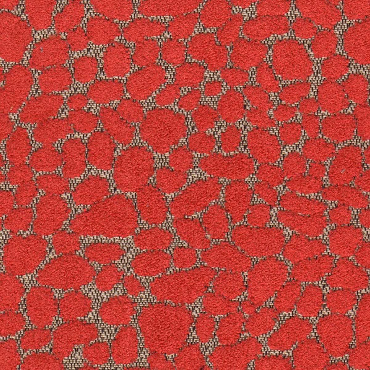 Deneb 06 Poppy