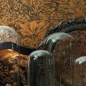 Cabinet of Curiosities