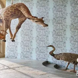 Animalia