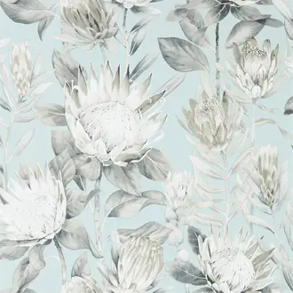 King Protea 216645