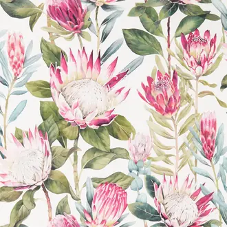 King Protea 216646