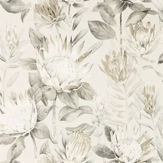 King Protea 216647