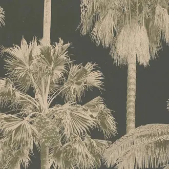 California Palm ML01416
