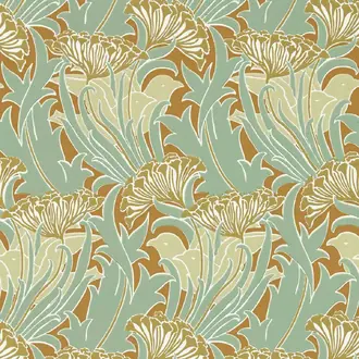 Laceflower 217354