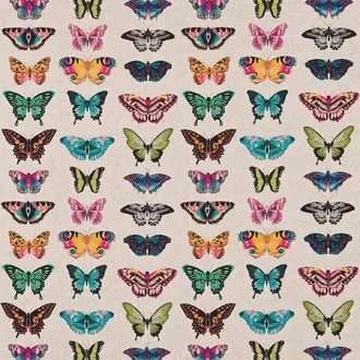 Papilio 120344