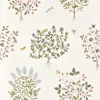 Thyme Walk 217509