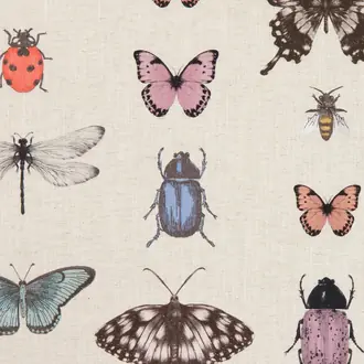 Papilio F1093-01