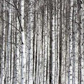 Birch Trunks R13031