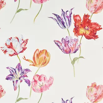 Tulipomania 216666
