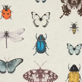 Papilio F1093-04