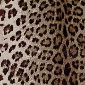 Leopard Ash 43