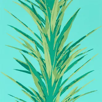 Yucca 216648