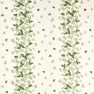 Alice's Fern 237598