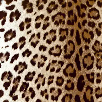 Leopard Tan 56