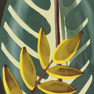 Alocasia TP 302 03