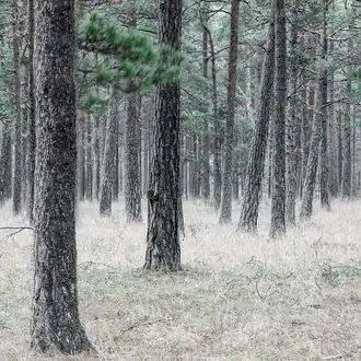 Pine Forest R13711