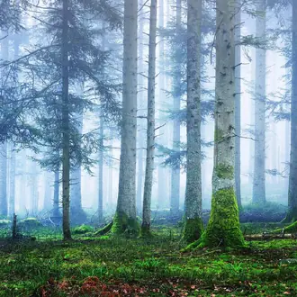 Blue Forest R16661