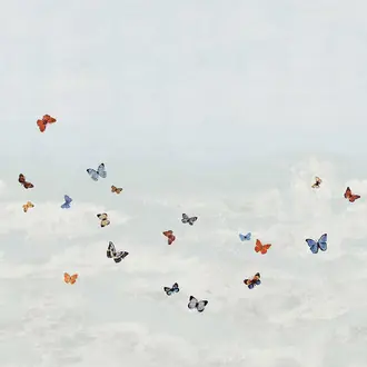 Butterfly Sky 9665