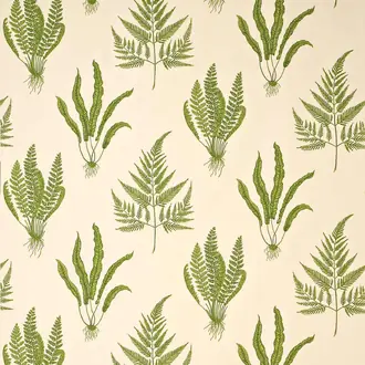 Woodland Ferns DAPGWO202