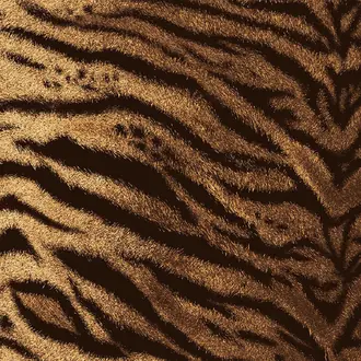 Tiger Caramel 13