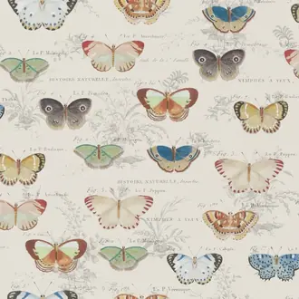 Butterfly Studies PJD6017-01
