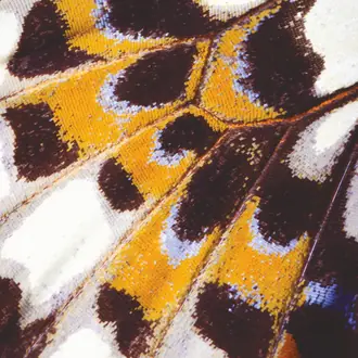Mariposa_s 87313418