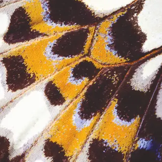 Mariposa_m 87323418
