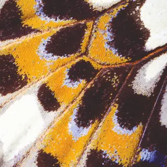 Mariposa_l 87333418