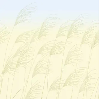 Miscanthus 113230