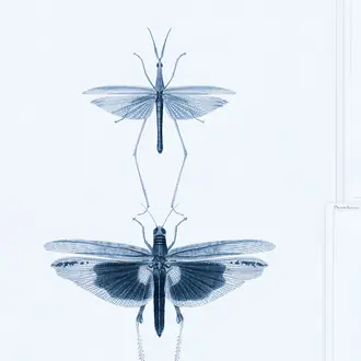 Entomology Blue WP20235
