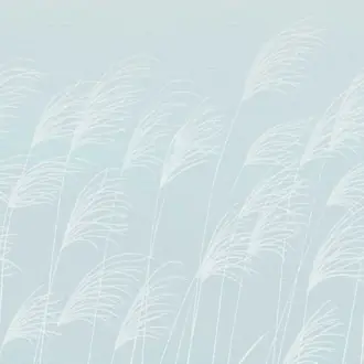 Miscanthus 113232