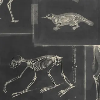 Zooarchaeology Anthracite WP20237