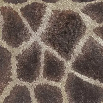 Giraffe Chocolate 6