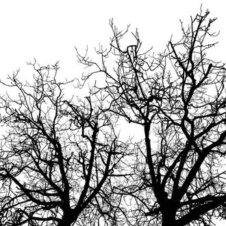 Branches R10121