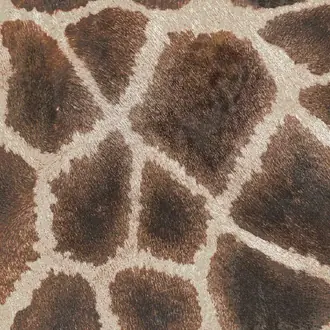 Giraffe Coffee 5