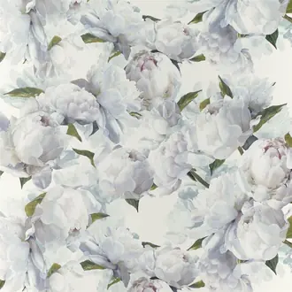 Peonia PDG1094-02