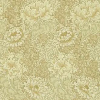 Chrysanthemum DJA1CY103