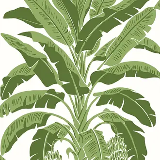 Banana Tree T13914