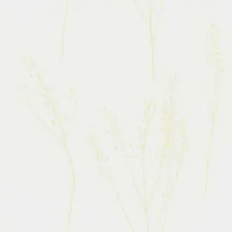 Capsella 9813-183
