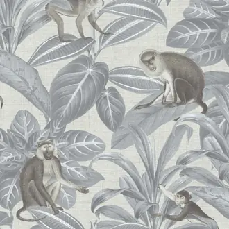 Indian Monkey DYW0007