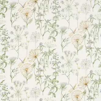 Wild Angelica 226437