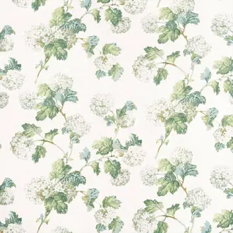 Sussex Hydrangea AF57849