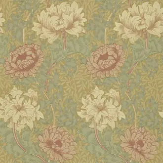 Chrysanthemum 216860