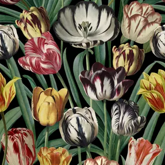 Tulipa WP20178