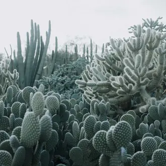 Cacti R15611