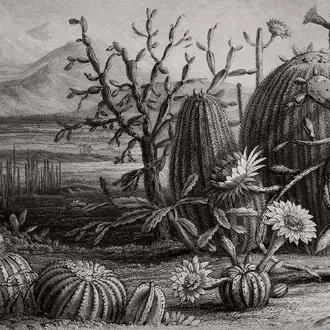 Cactus Garden R15741
