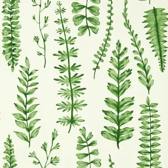 Ferns NART112798