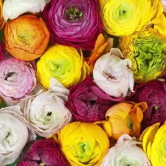 Ranunculus R13011