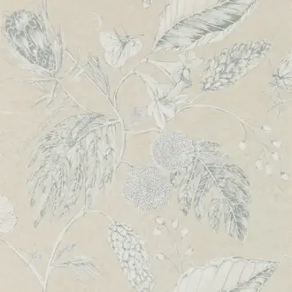 Amborella HGAT111221