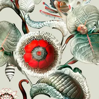 Coccinella Bella MO5000